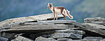 BB 13 0105 / Vulpes lagopus / Fjellrev